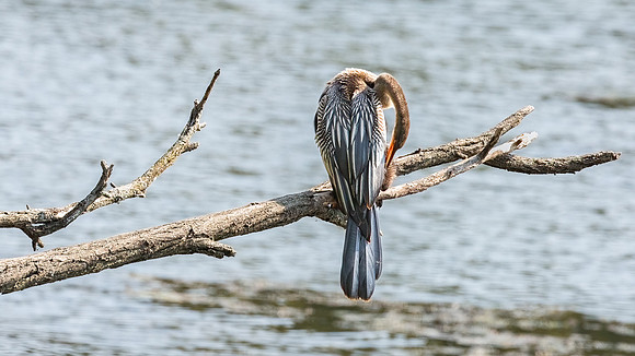 Wilde Lake Anhingas-20