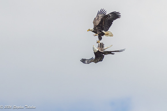 Bald Eagles Cartwheeling Courtship Ritual-1
