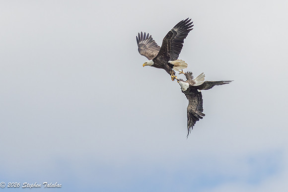 Bald Eagles Cartwheeling Courtship Ritual-2