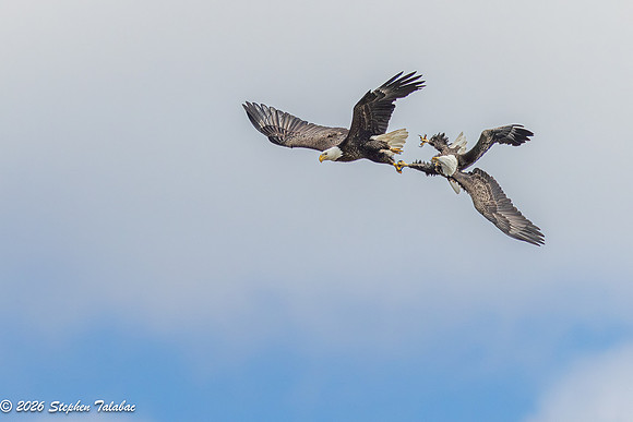 Bald Eagles Cartwheeling Courtship Ritual-3