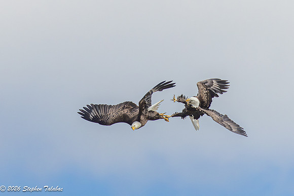Bald Eagles Cartwheeling Courtship Ritual-4
