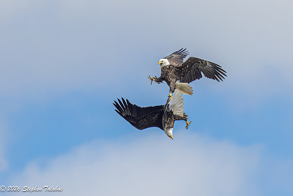 Bald Eagles Cartwheeling Courtship Ritual-6