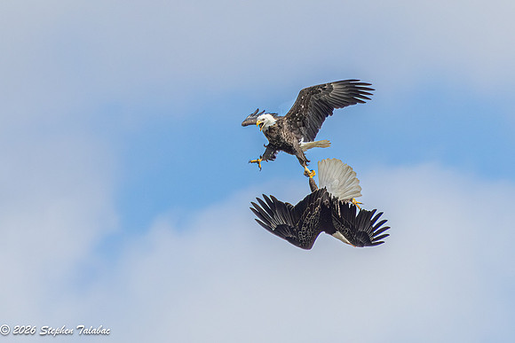 Bald Eagles Cartwheeling Courtship Ritual-7