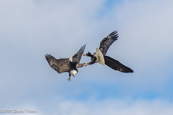 Bald Eagles Cartwheeling Courtship Ritual-10