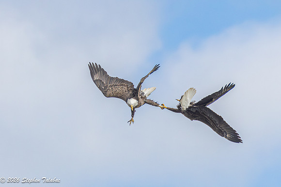Bald Eagles Cartwheeling Courtship Ritual-9