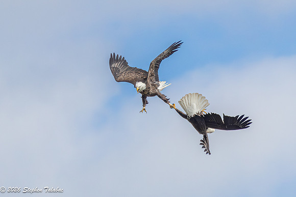 Bald Eagles Cartwheeling Courtship Ritual-8