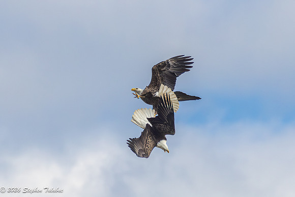 Bald Eagles Cartwheeling Courtship Ritual-11