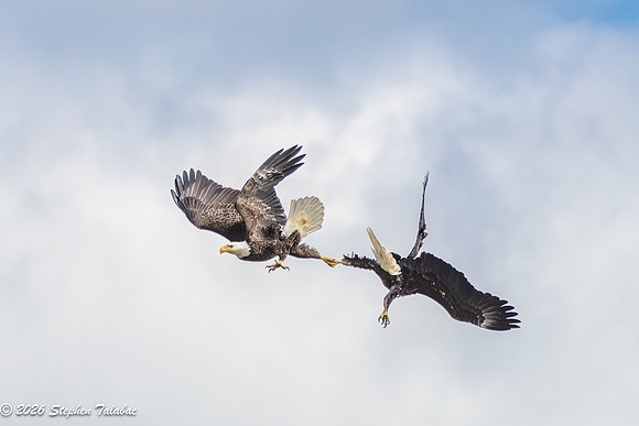 Bald Eagles Cartwheeling Courtship Ritual-13