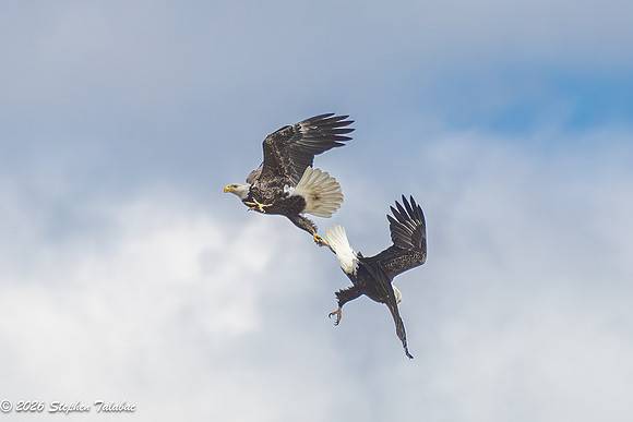Bald Eagles Cartwheeling Courtship Ritual-12
