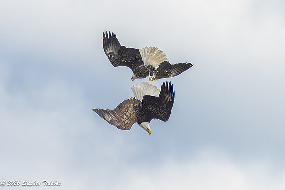 Bald Eagles Cartwheeling Courtship Ritual-15