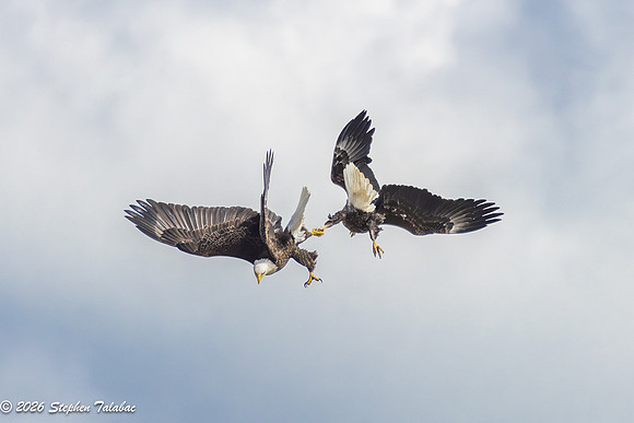 Bald Eagles Cartwheeling Courtship Ritual-14