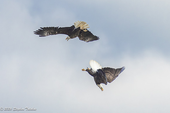 Bald Eagles Cartwheeling Courtship Ritual-16