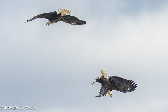Bald Eagles Cartwheeling Courtship Ritual-17