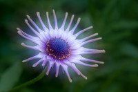 20130127 [C] Longwood Gardens PA ['Opacity Blending' (023+024)]-Edit