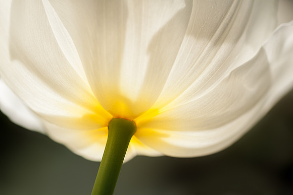 20130127 [C] Longwood Gardens PA 107-Edit