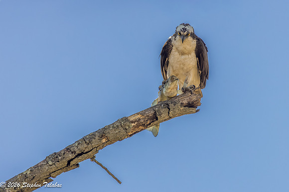 Osprey Portraits-3