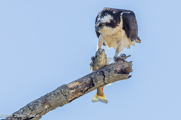 Osprey Portraits-5