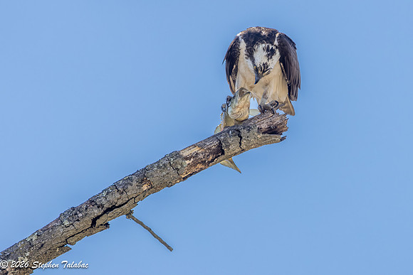 Osprey Portraits-4