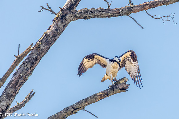 Osprey Portraits-1