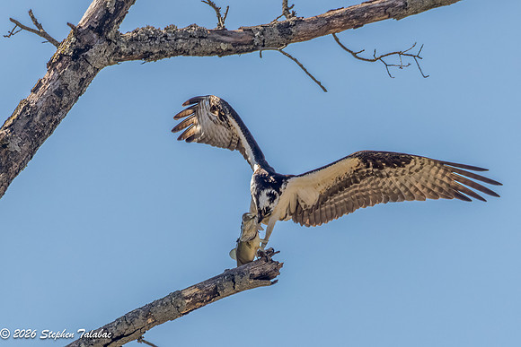 Osprey Portraits-2