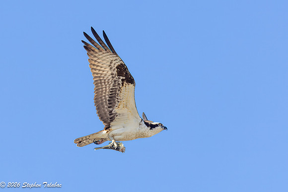 Osprey Portraits-8