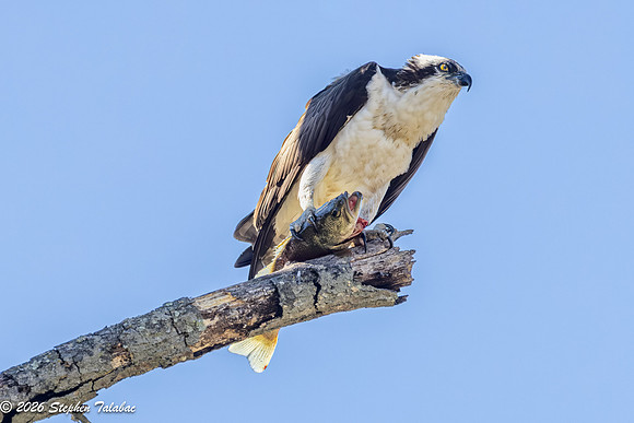 Osprey Portraits-6