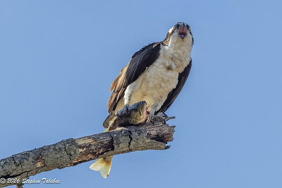 Osprey Portraits-7