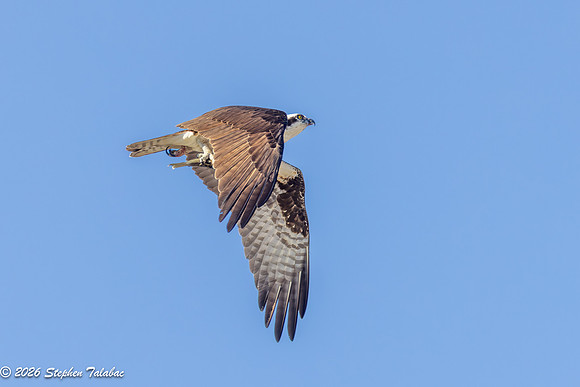 Osprey Portraits-9