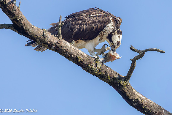 Osprey Portraits-10