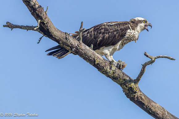 Osprey Portraits-11