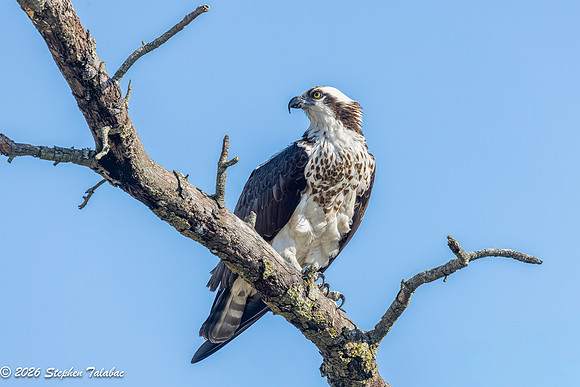 Osprey Portraits-12