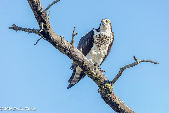 Osprey Portraits-13