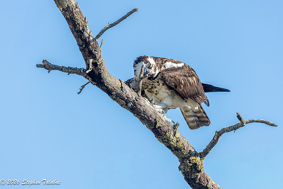 Osprey Portraits-14