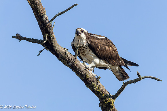 Osprey Portraits-15