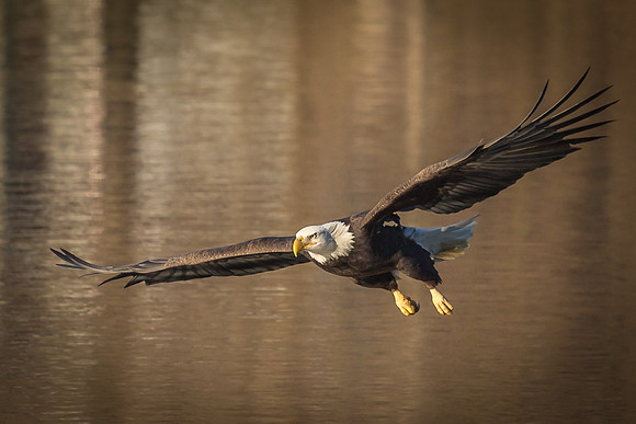 Columbia, "Wilde Lake", "bald eagle", eagle, "lake,", raptor