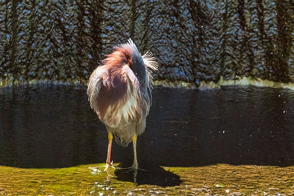 Green Heron Antics-11