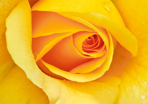 Yellow Rose