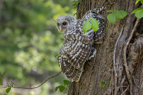 Owlet Branching-3