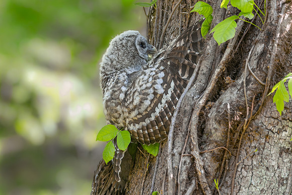 Owlet Branching-1