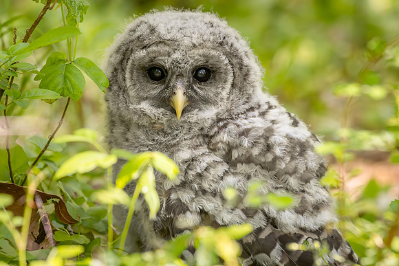 Owlet Branching-5
