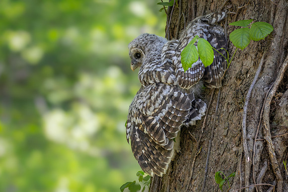Owlet Branching-2