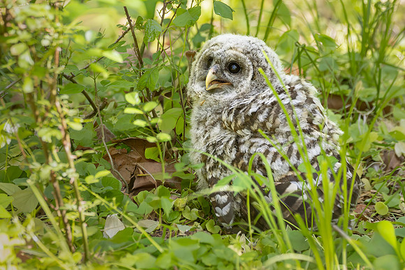 Owlet Branching-4