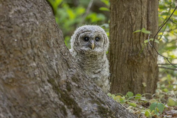 Owlet Branching-8