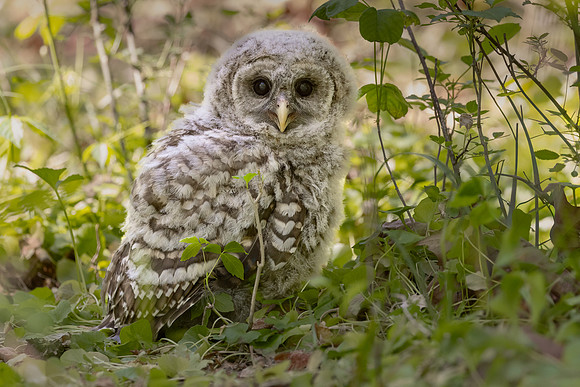 Owlet Branching-7
