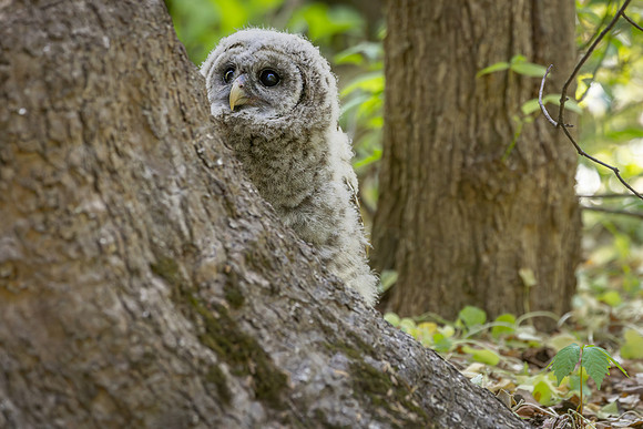 Owlet Branching-10