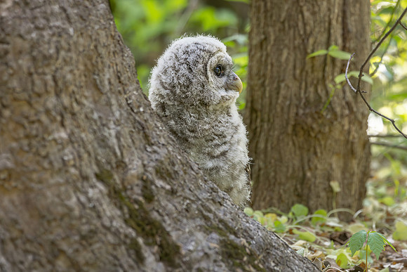 Owlet Branching-9