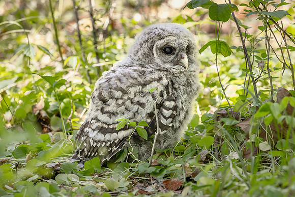 Owlet Branching-6