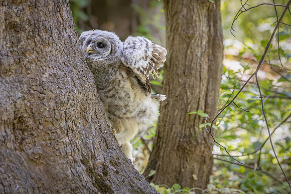 Owlet Branching-11