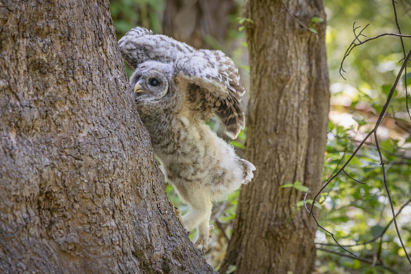 Owlet Branching-12