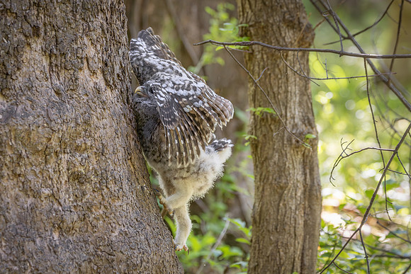 Owlet Branching-13